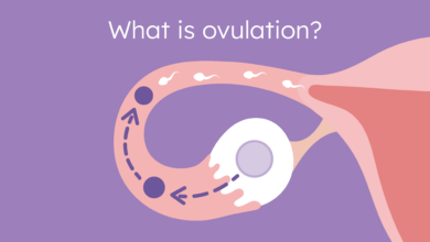 Ovulation