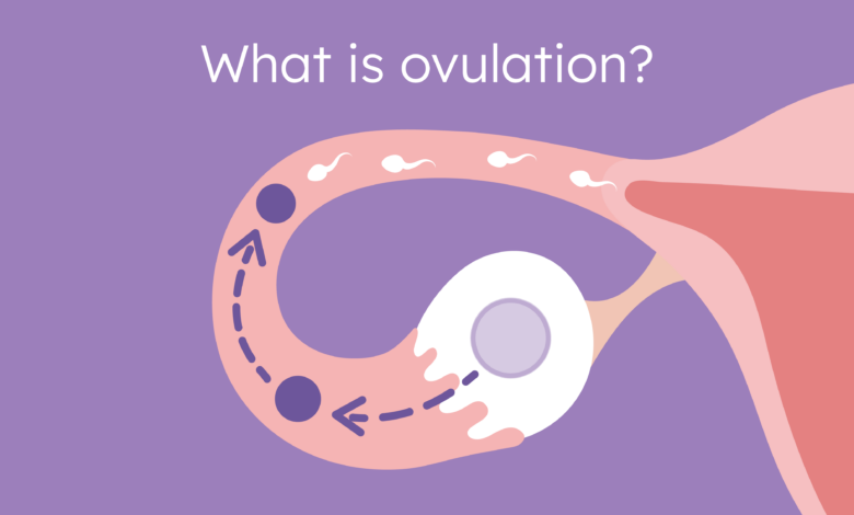 Ovulation